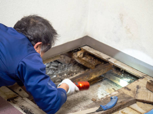 Best Local Mold Removal Service  in Mounds, OK