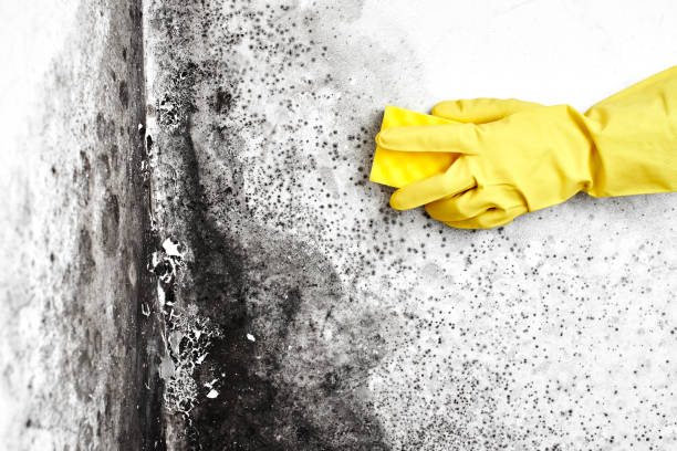 Best Mold Damage Repair  in Mounds, OK