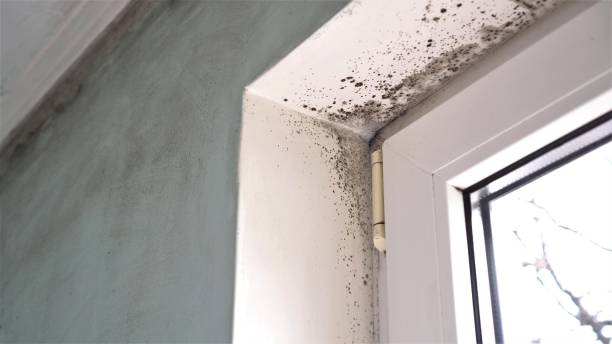 Mounds, OK Mold Removal Company