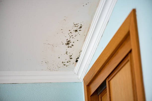 Best Professional Mold Removal  in Mounds, OK