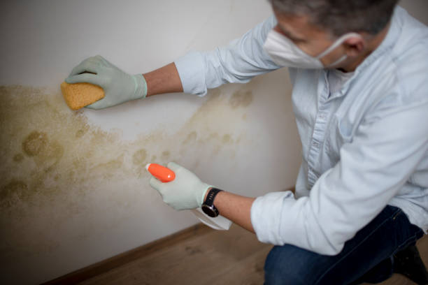 Best Black Mold Removal  in Mounds, OK