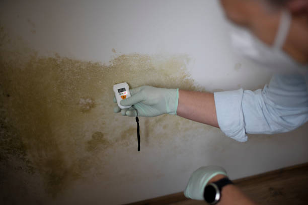Best Mold Remediation  in Mounds, OK