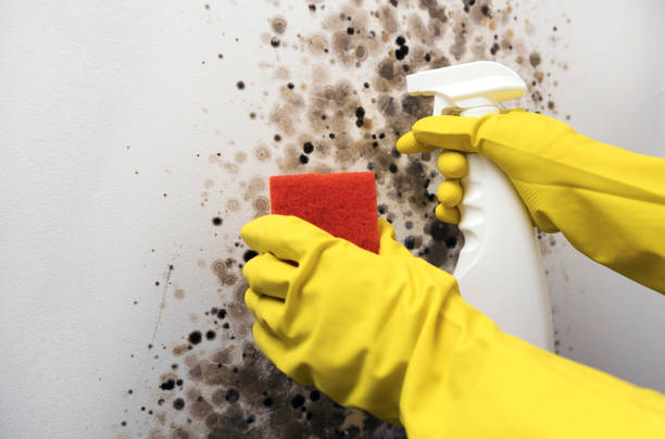 Best Professional Mold Removal  in Mounds, OK