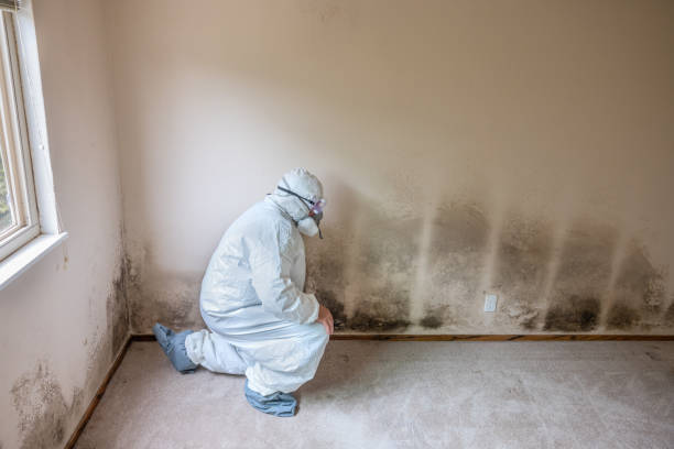 Best Mold Remediation  in Mounds, OK