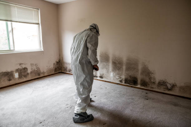 Best Mold Removal Near Me  in Mounds, OK