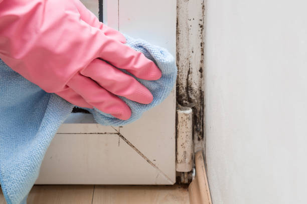 Best Best Mold Removal Companies  in Mounds, OK