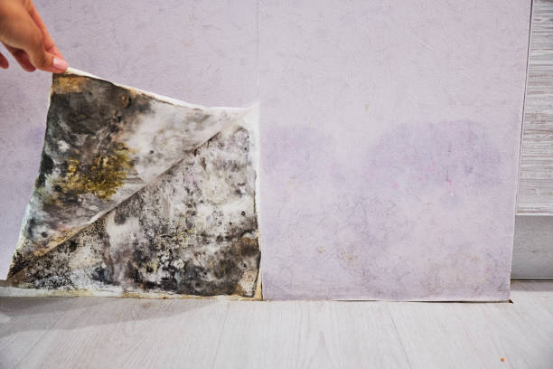 Best Black Mold Removal  in Mounds, OK